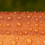 Roxil Wood Protection Cream (3 L) Up Close Water Beads - Toner Dampproofing Supplies Ltd