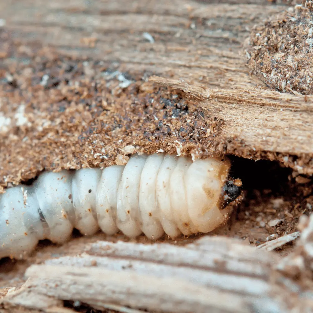 Woodworm Larvae Making Its Way Through Timber