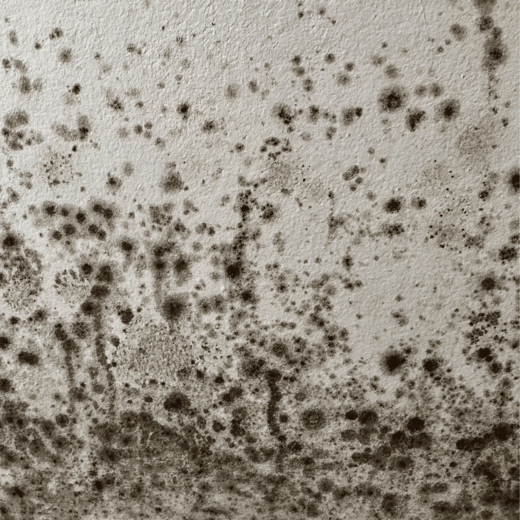 Mould Germination On Damp Wall